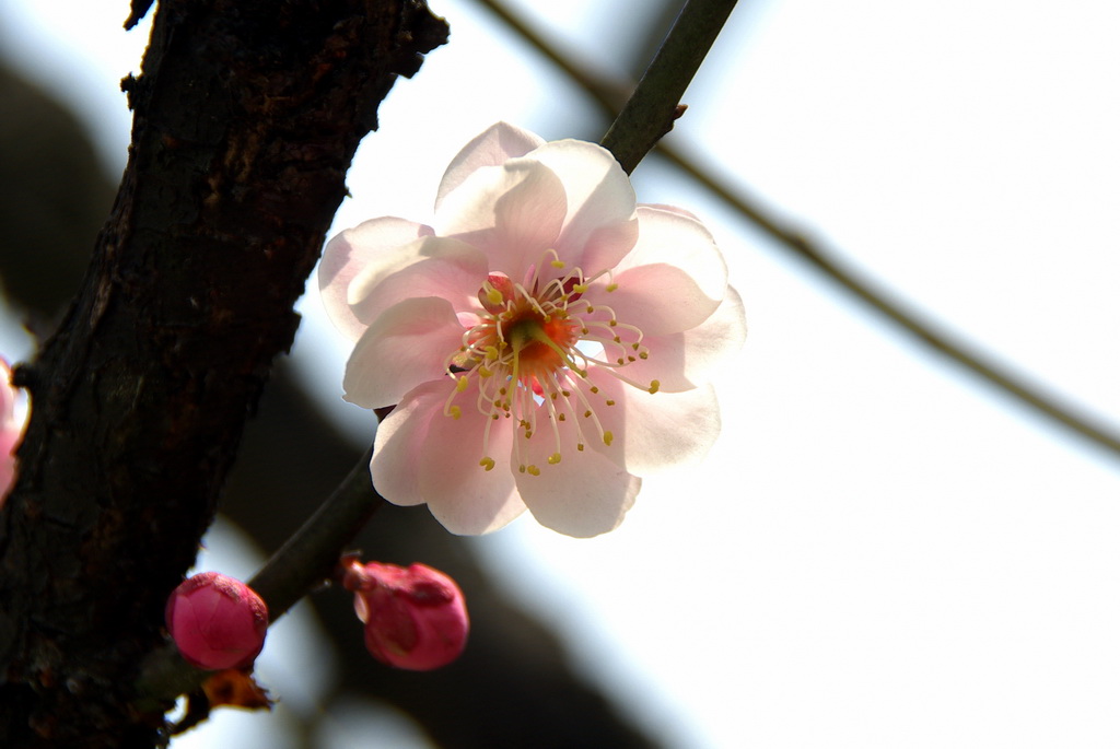 梅花仙子透霓裳 摄影 风吹吹