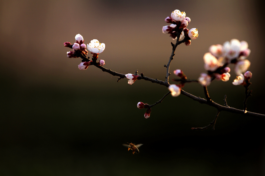 蜜蜂梅花 摄影 竹篱