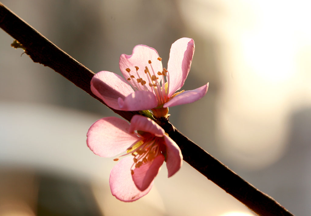 花季 摄影 Balancel