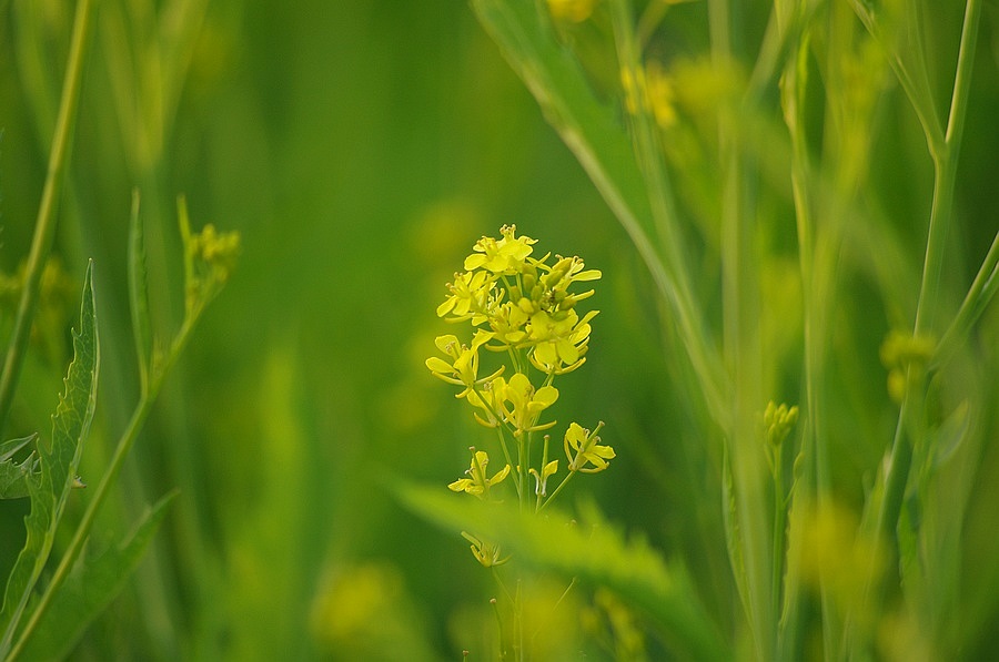 ~油菜花~ 摄影 心有芊芊