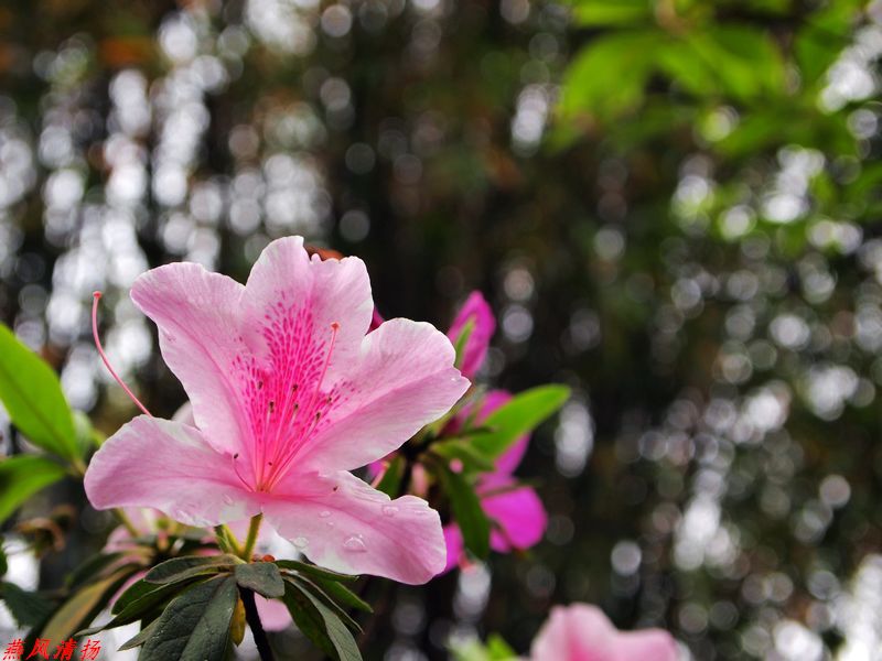 花影 摄影 燕风清扬