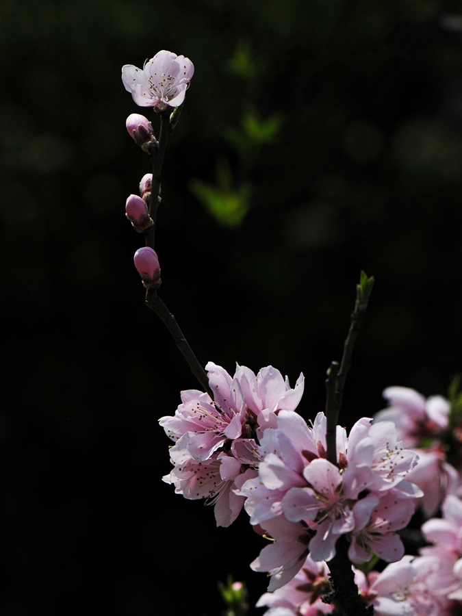 桃花依旧笑春风 摄影 lhf