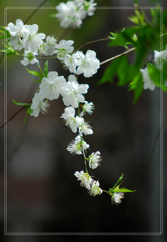 春花儿 摄影 汉宫秋月