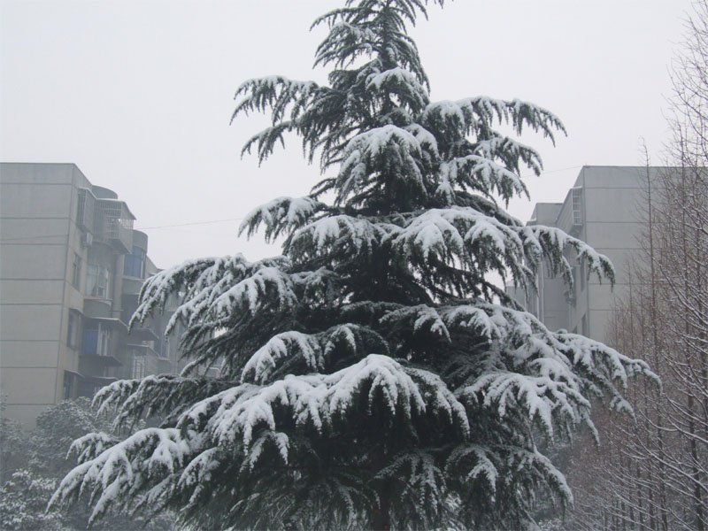 屋前雪景 摄影 仙人树