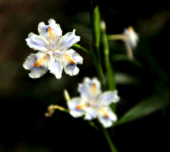 山林野花，哪位朋友知道花名？ 摄影 月乐人家