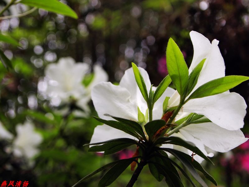 花影 摄影 燕风清扬