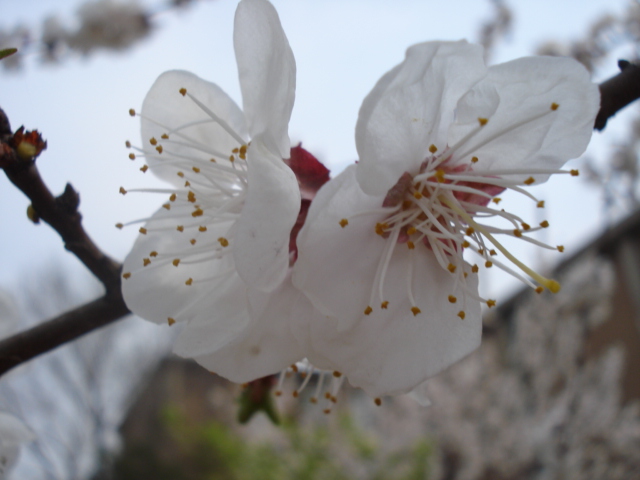 蝴蝶花 摄影 神的仆人