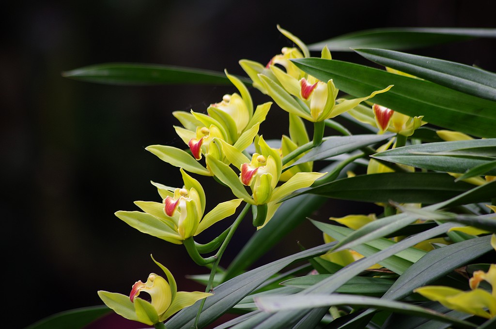 兰花 摄影 心有芊芊