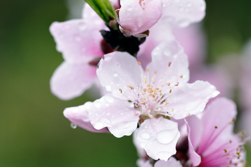 露水桃花 摄影 KiveChen