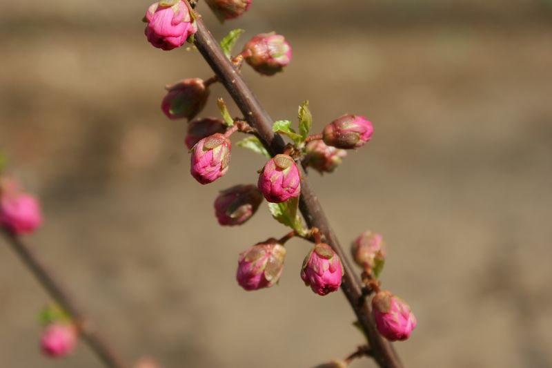 花 摄影 英子的秋天