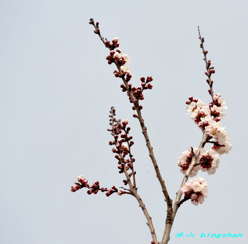 桃花 摄影 冰山上来客