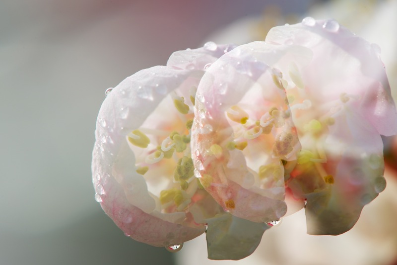 跳跃的花芯 摄影 野象