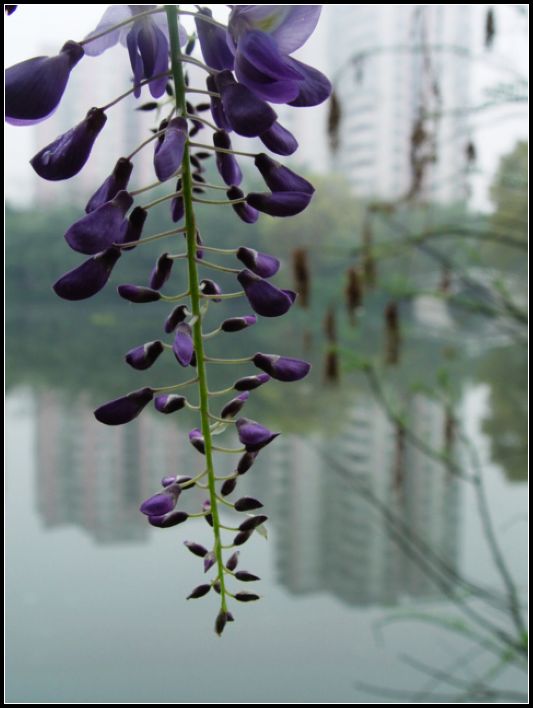 紫色小花 摄影 红棉