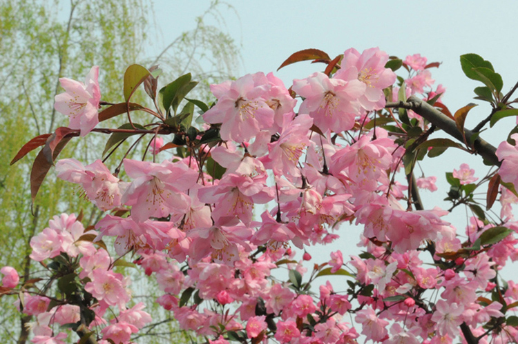 春 摄影 yufei12