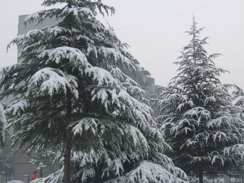 屋前雪景 摄影 仙人树