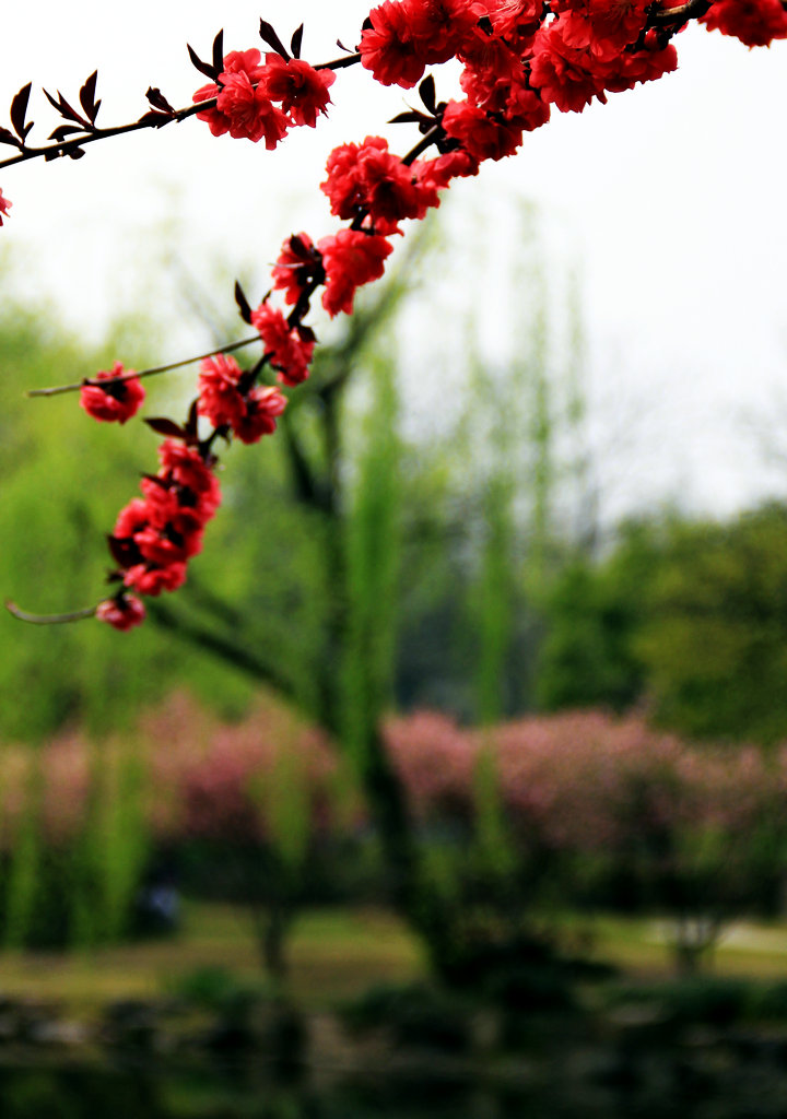 桃花 摄影 空谷听风