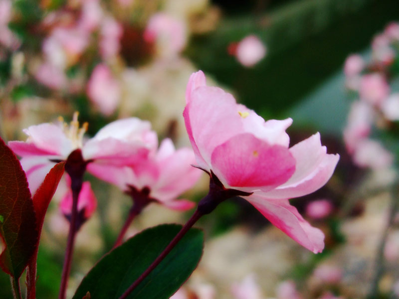 小花 摄影 麦克兔