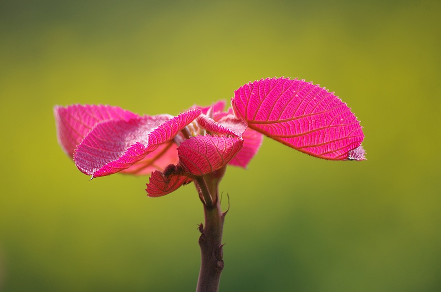 山麻杆 摄影 心有芊芊