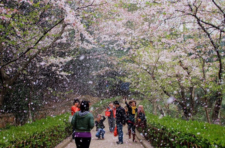 花瓣雨 摄影 藏香