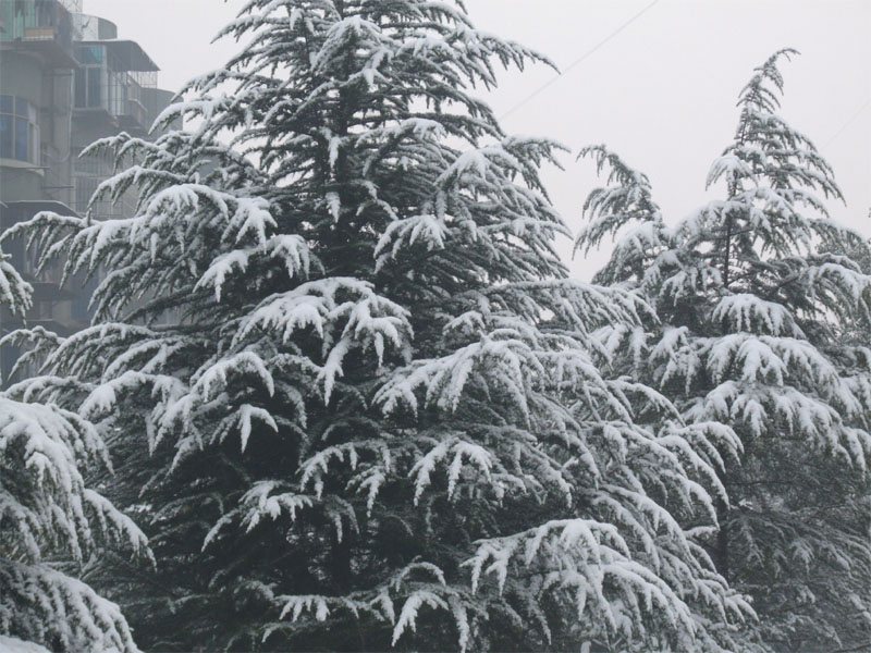 屋前雪景 摄影 仙人树