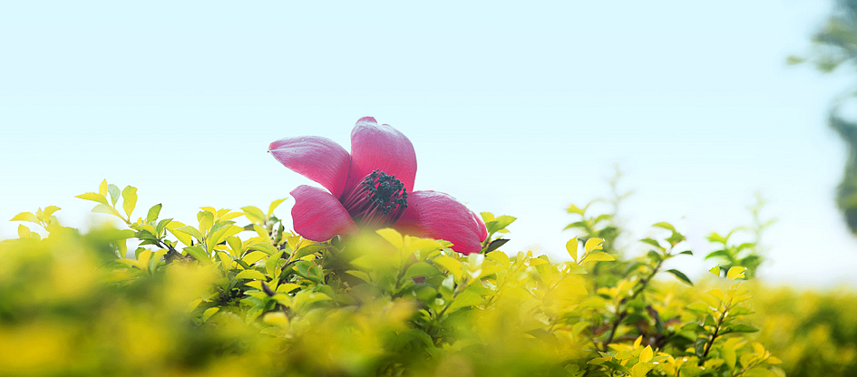 木棉花 摄影 vanhouten