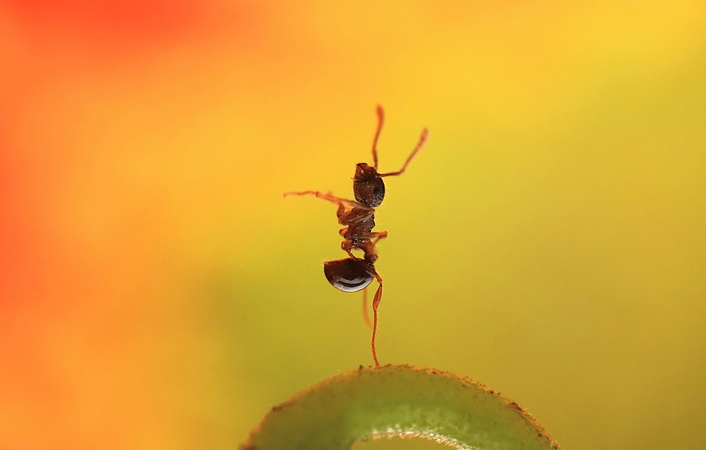 我爱芭蕾 摄影 liangdawei