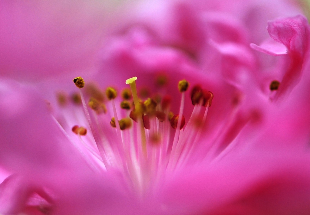 人面桃花红 摄影 执静