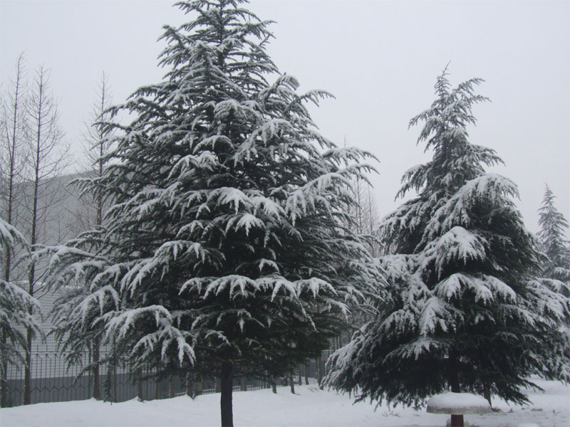 屋前雪景 摄影 仙人树