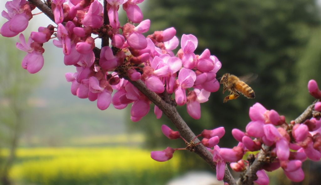 蜜蜂采蜂蜜 摄影 竹风剑影