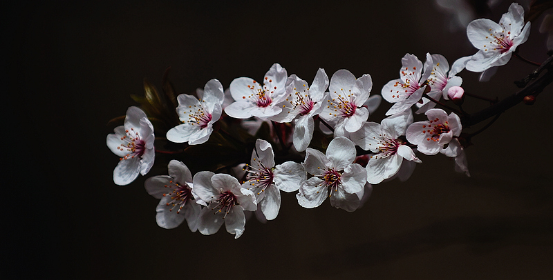 花1 摄影 山水乐