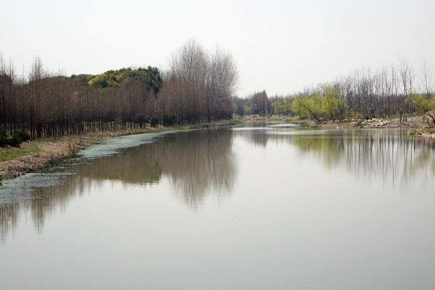 顾村 摄影 老瞿