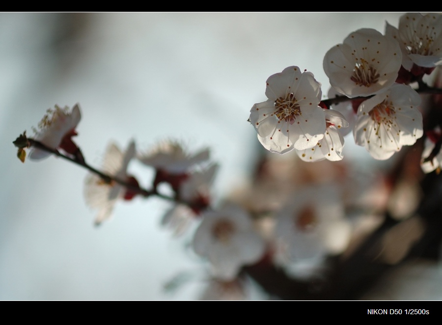 杏花(1) 摄影 景韵霞光