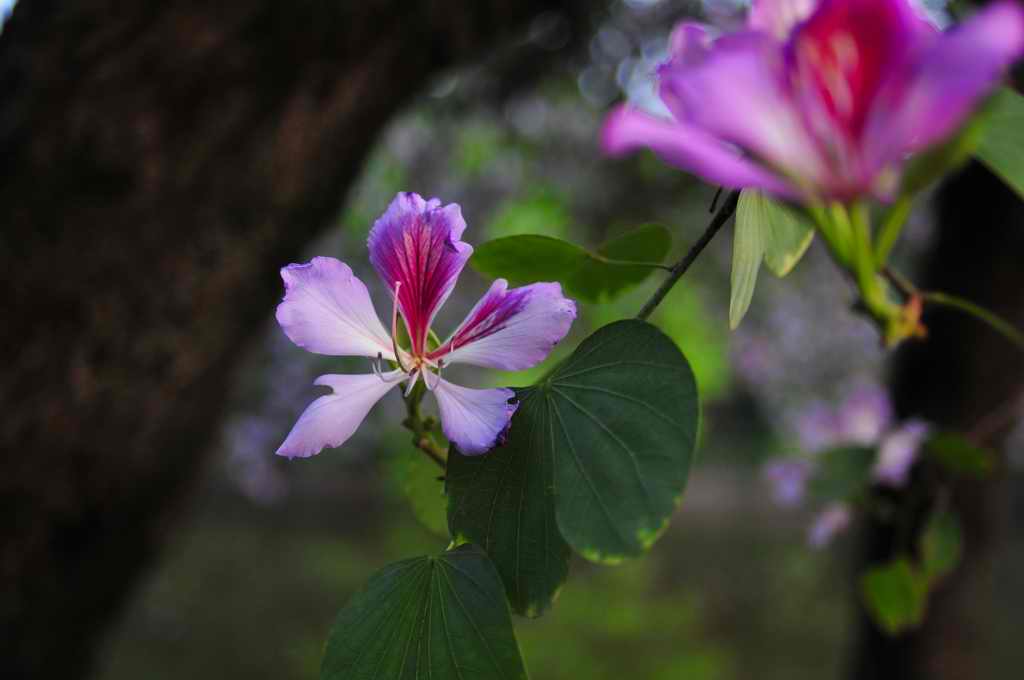 紫荆花 摄影 ldx1390300