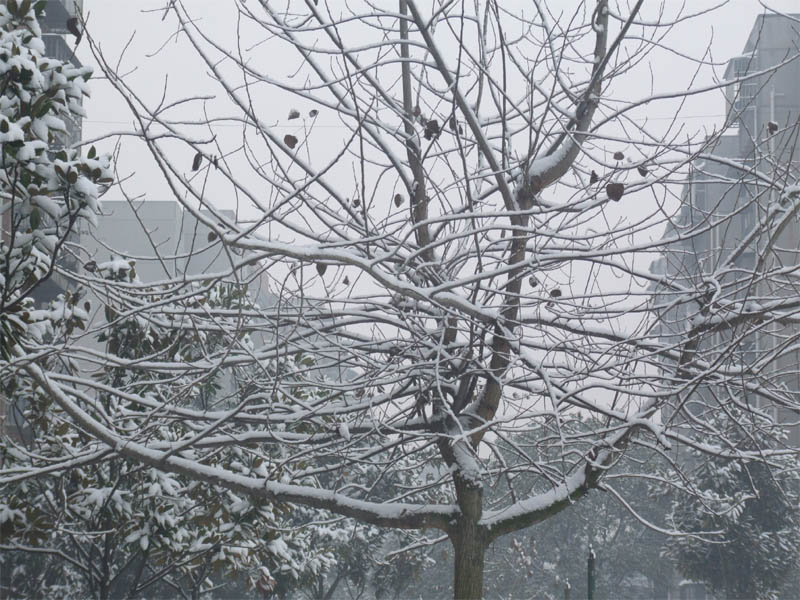 屋前雪景 摄影 仙人树