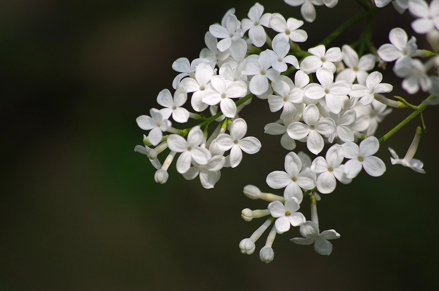 丁香花 摄影 心有芊芊