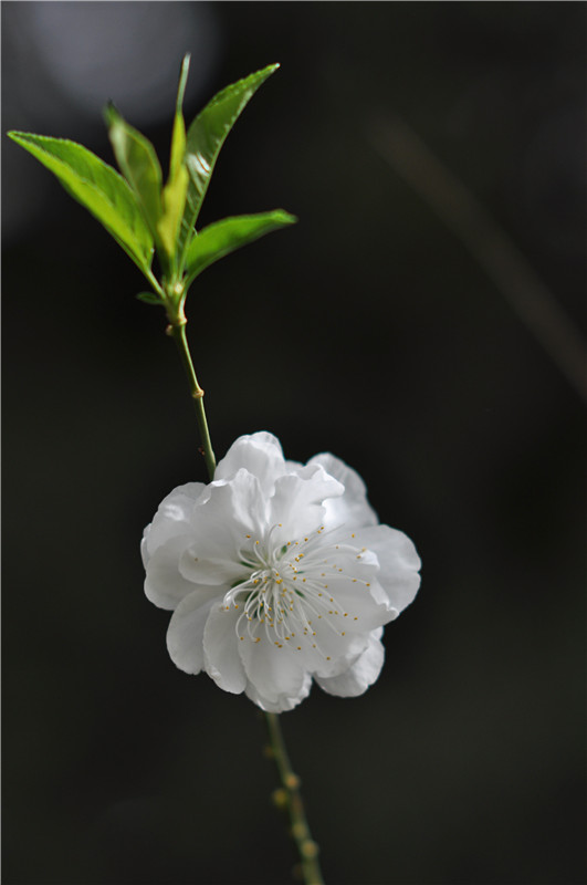 有花无蝶 摄影 清塘掠影