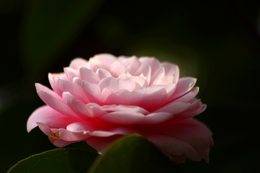 ~茶花~ 摄影 心有芊芊