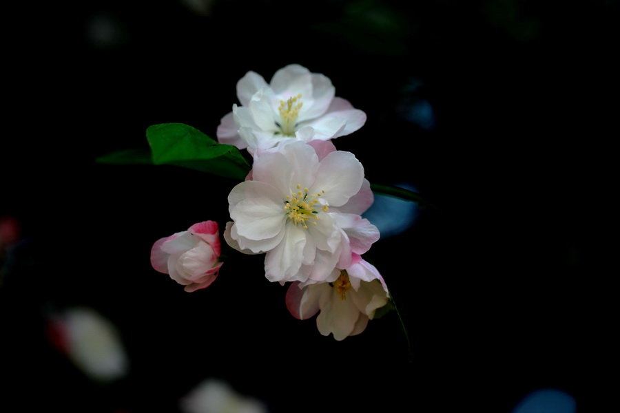 海棠花 摄影 河山锦绣