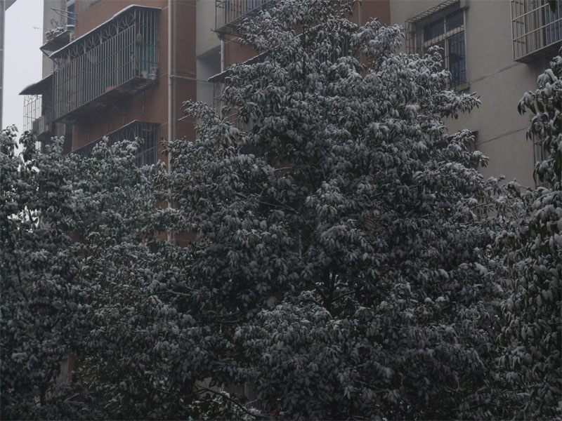 屋前雪景 摄影 仙人树