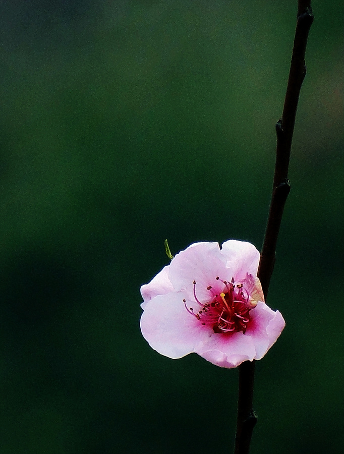 再拍桃花 摄影 冰冻太阳