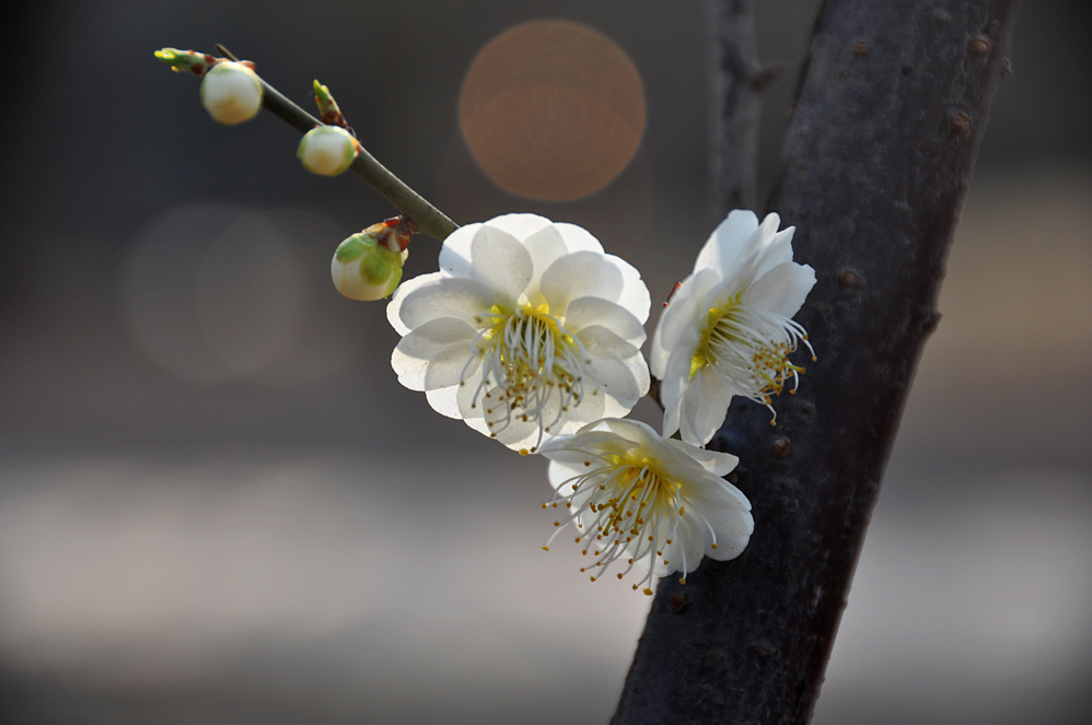 梅花 摄影 小街