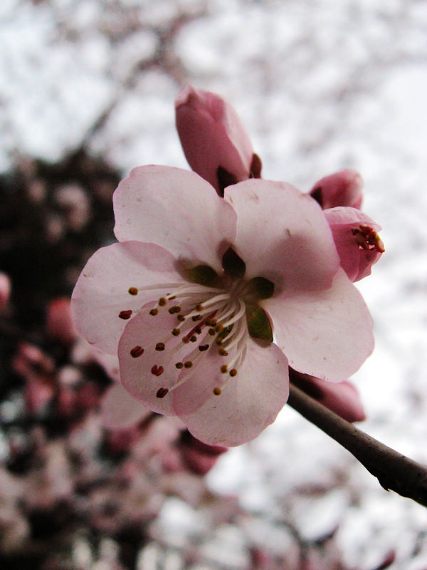 北方的桃花开了 摄影 jinsiyouyou