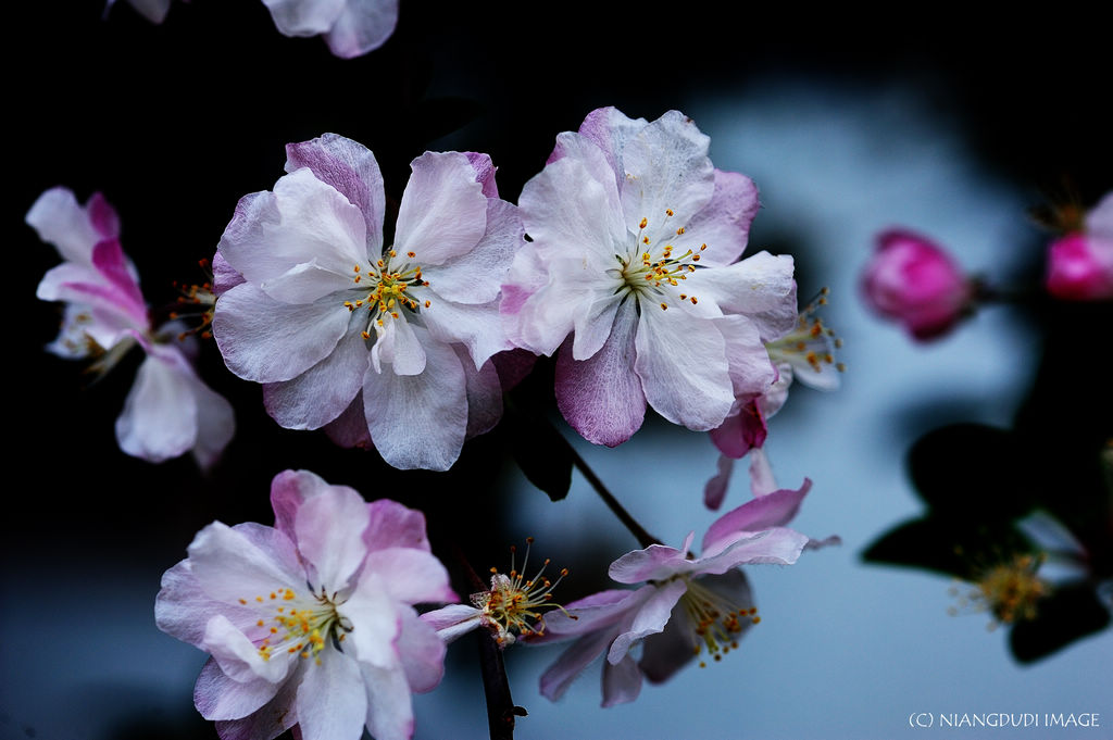 花 摄影 NIANGDUDI