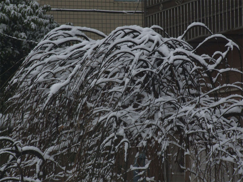 屋前雪景 摄影 仙人树