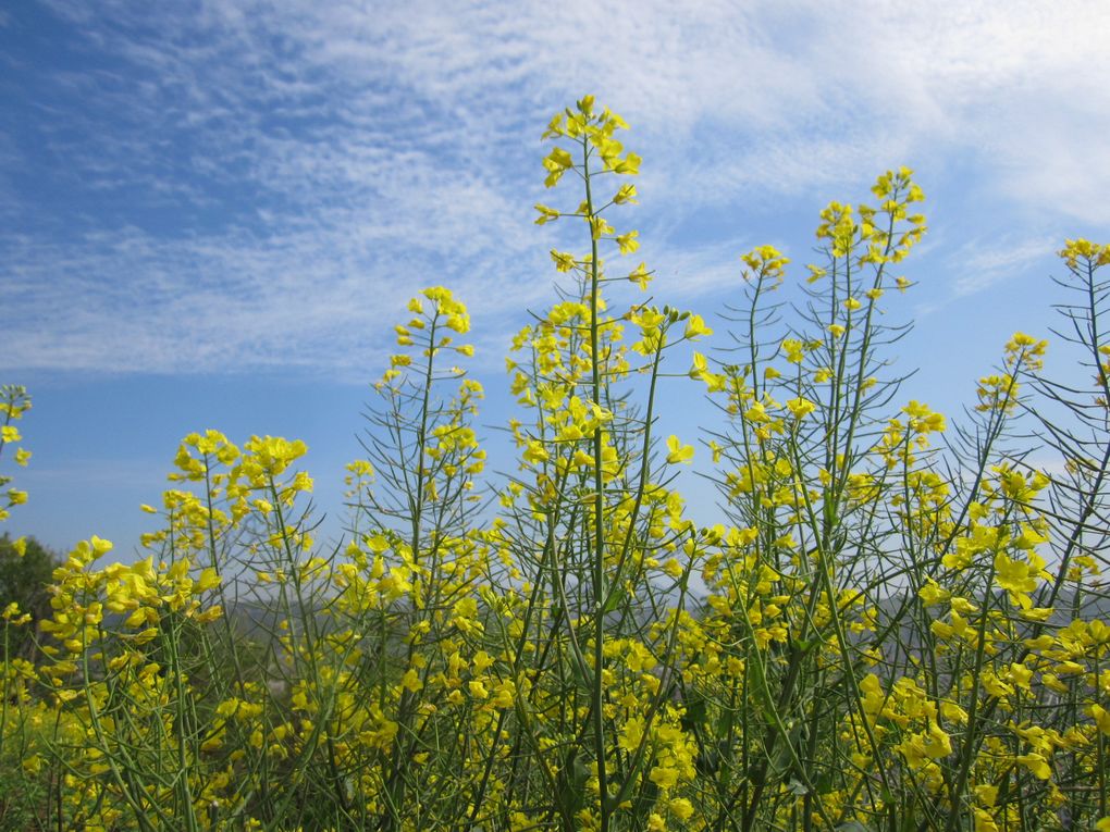 油菜花 摄影 陕浙人家