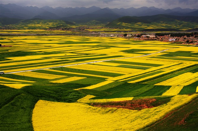 青海湟原油菜花 摄影 启顺