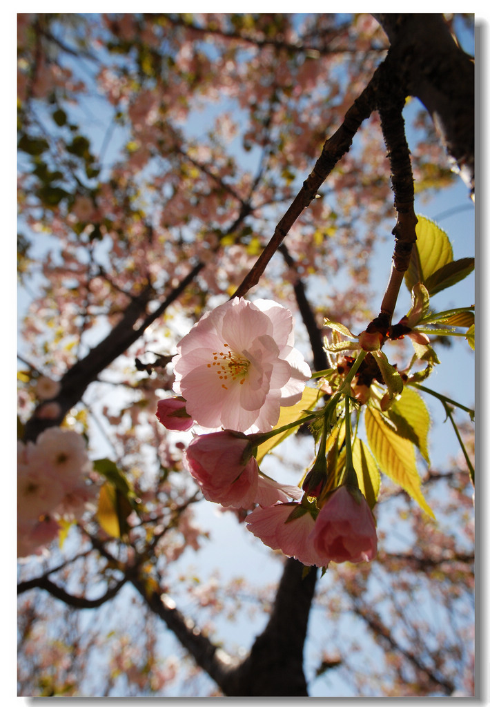 练习拍花儿-7 摄影 岩影