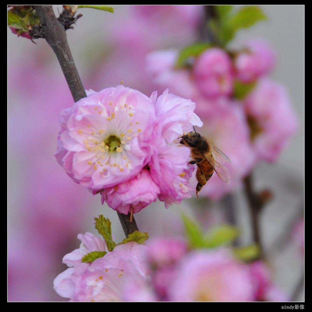 蜜蜂1 摄影 sindy影像