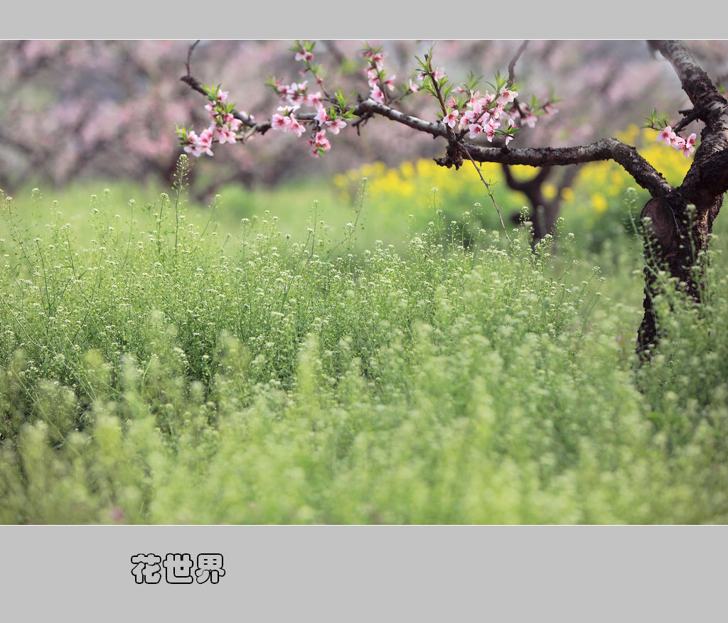 花世界 — 桃花艳 2011（049） 摄影 满世界