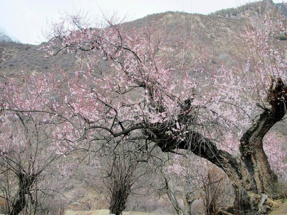 桃花红了 摄影 闲云XP